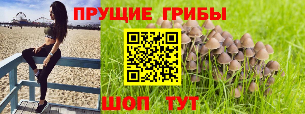Галлюциногенные грибы Psilocybe Шали